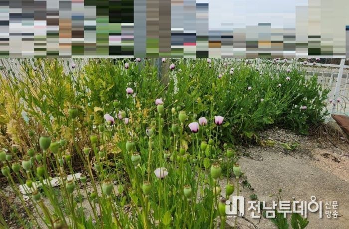 완도해경, ‘관상용’ 양귀비, 알고 보니 ‘마약류’로 밝혀져