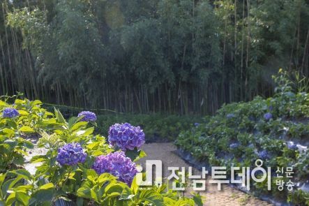 구례군 섬진강 대숲 길 “수국단지 조성”