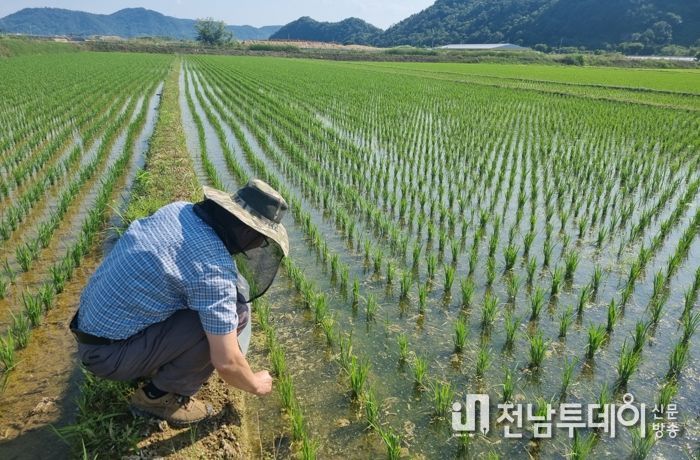 벼 친환경재배지 벼물바구미 예찰