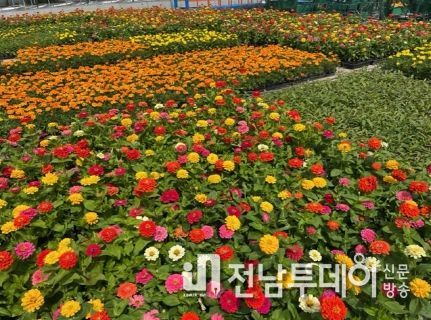 꽃 육묘장에서 여름꽃을 분양하고 있다.