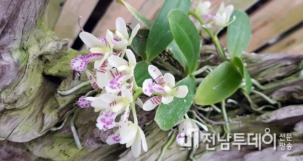 나도풍란