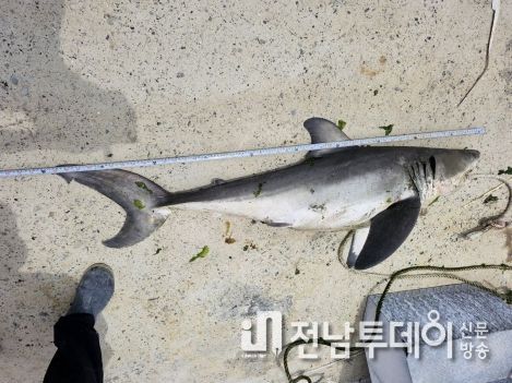 완도해경, 남해안 출몰한 백상아리..안전주의 요구