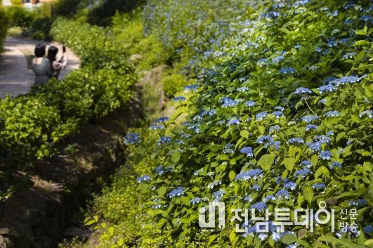 구례수목원 수국, 지금이 절정
