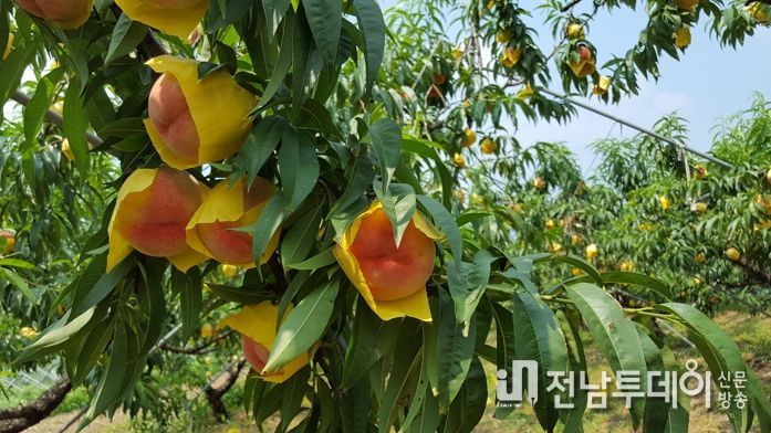 복숭아 수확기 모습