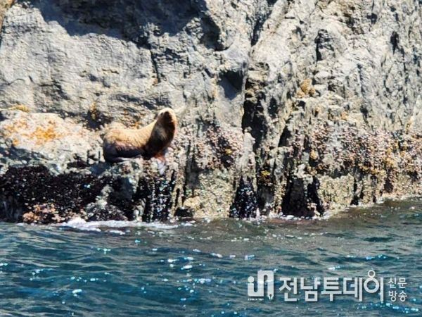 해양생태계보호구역인 신안 가거도 인근 녹섬에서 관찰된 멸종위기 큰바다사자