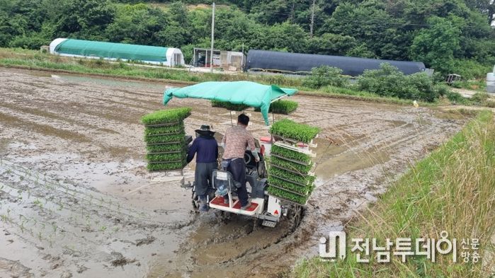 율무 이앙 재배 모습