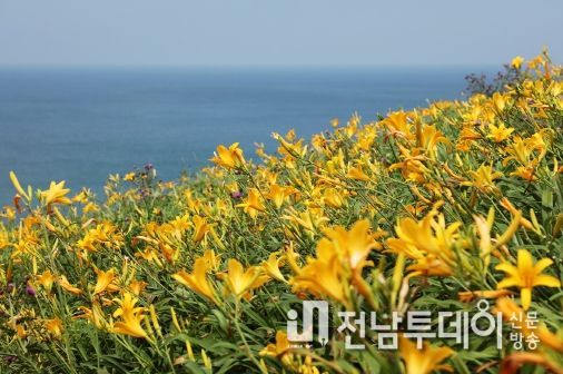 신안군, 섬 원추리 축제가 7월 7일부터 10일간 홍도에서 열린다