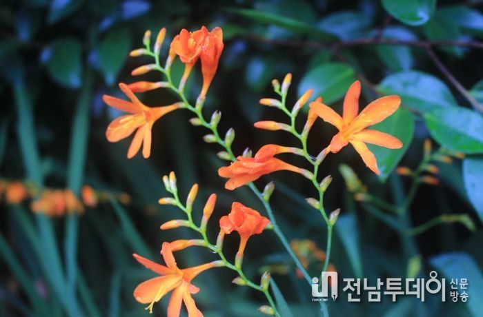 신안군, 섬 크로코스미아 꽃축제 7월 7일부터 10일간 개최