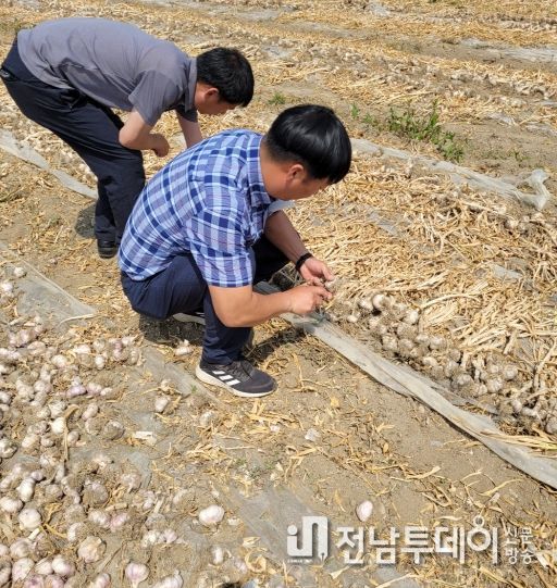 고흥군농업기술센터, 고품질 마늘 재배기술 지도 강화