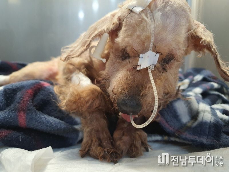 불법 번식장에서 구조되어 응급실로 옮겨진 칠칠이