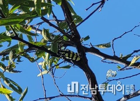 팽나무 서식 확인