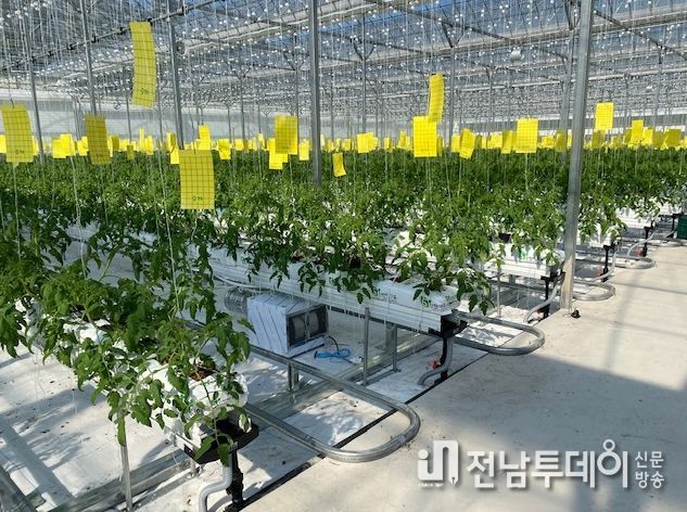 화순군의 파프리카와 토마토를 재배할 수 있는 스마트팜 내부 모습이다.