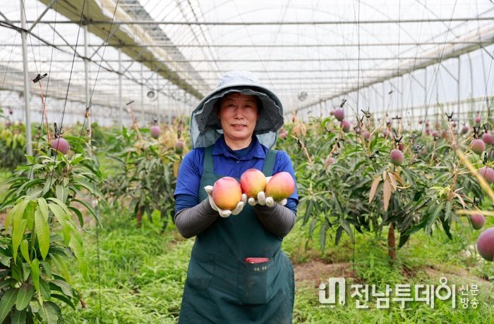 회천면 화죽리 애플망고 농가 부부가 수확한 애플망고 박스를 들고 웃음꽃을 피우고 있다