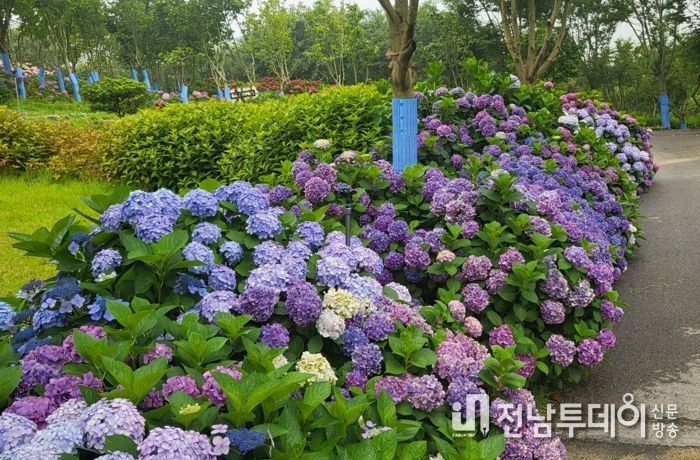 신안군 섬 수국축제 끝났지만, 섬 수국은 진행 중