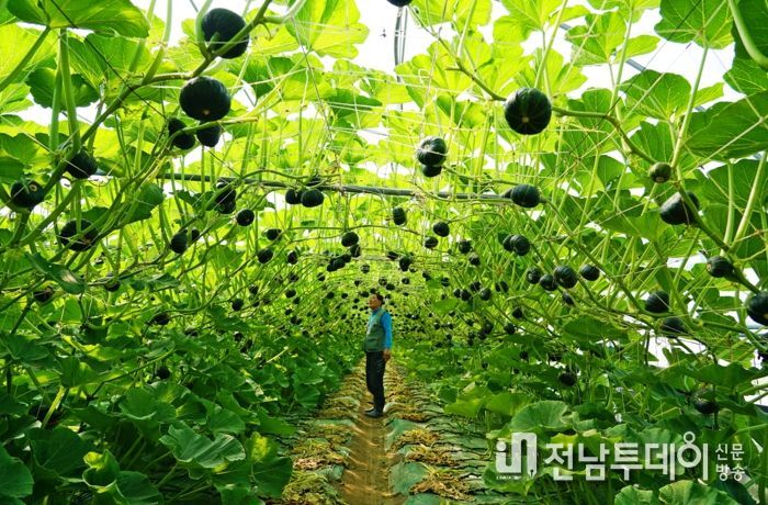 해남군, 밤호박 연작장해 개선 시범사업 농가 호응 높아