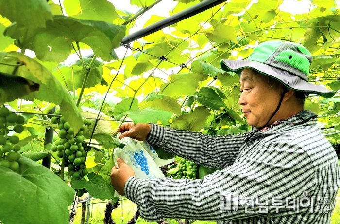 친환경 농산물 유기농 포도(김준환 농가)