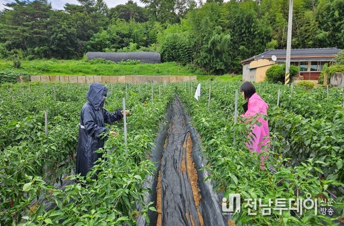 화순군농업기술센터 현장 기술지원단이 탄저병·바이러스 의심 포장에 현장 방문하여 피해 상황을 파악하고 있다.