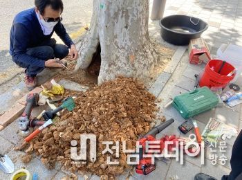 광주 남구, ‘가로수 외과수술’ 새 지평 열었다