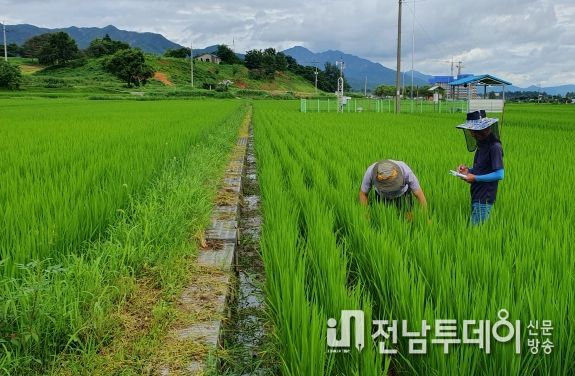 곡성군, 벼 병해충 피해예방 순회예찰 및 방제 총력