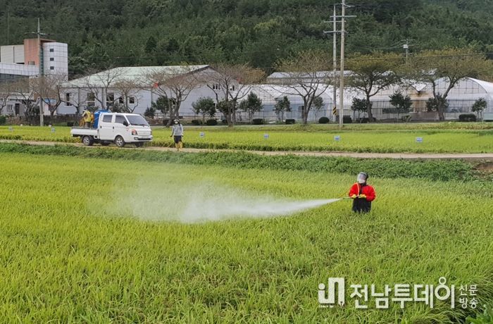 진도군, 벼 병해충 피해 예방 집중 방제 총력