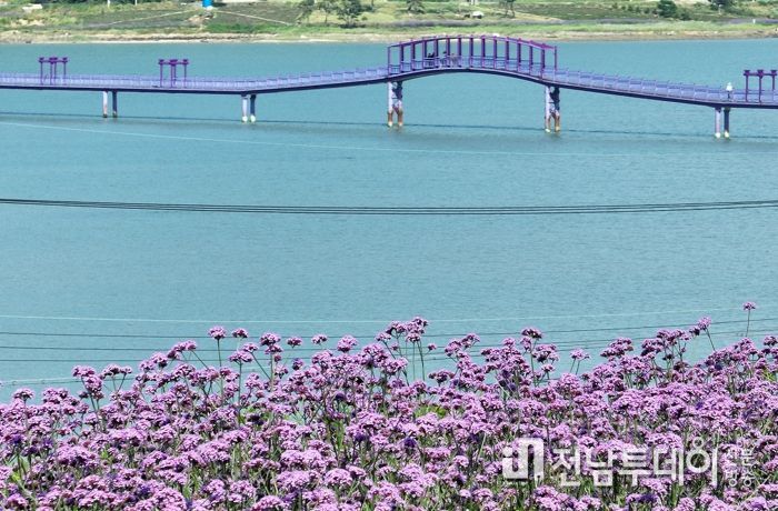 반월도 버들마편초 꽃단지에서 보이는 퍼플교