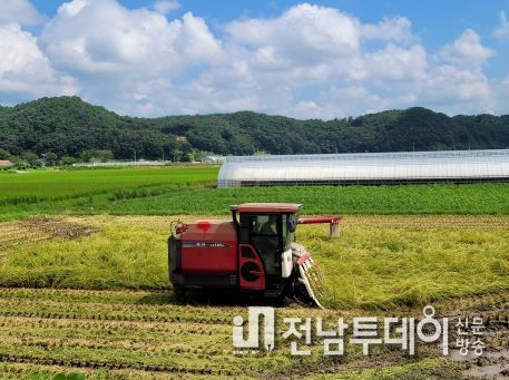 장성군, 올해 첫 조생종 벼 수확