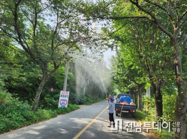 장성군이 가로수 병해충 방제를 중점 추진 중이다.