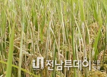 혹명나방 피해 모습