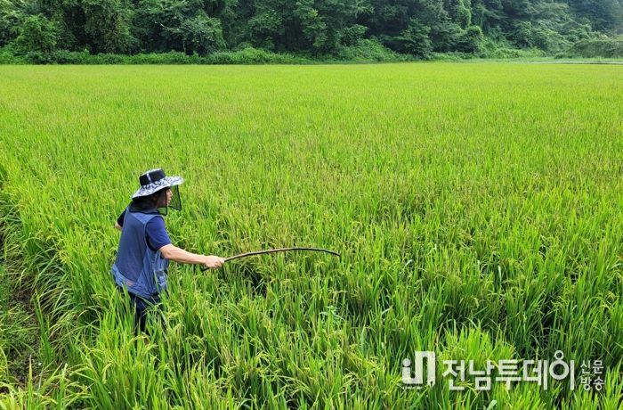 장성군, ‘벼 혹명나방’ 신속 방제 팔 걷었다