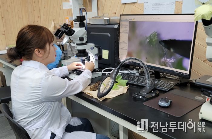 딸기 꽃눈 분화 여부를 현미경으로 검사중인 모습
