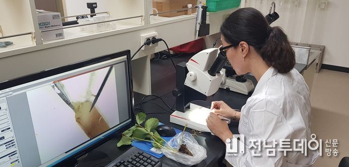 보성군, 딸기 안정생산을 위한 화아분화 검경 서비스 실시
