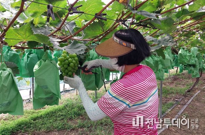 ‘완도자연그대로 해변 포도’ 올해 45톤 생산