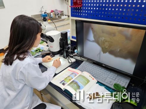 농업기술센터에서 실체현미경을 이용해 딸기 꽃눈분화 검경을 하는 모습.