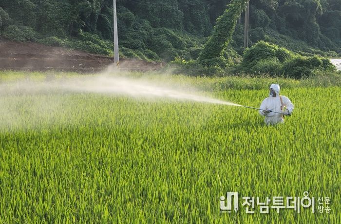 진도군, `혹명나방 총력전 선포!` 예비비 3.6억원 투입