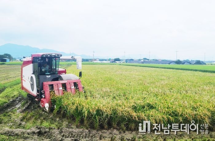 담양군, ‘대숲맑은 조기햅쌀’ 본격 수확 시작