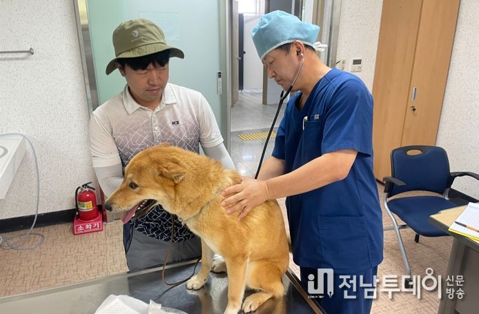 진도군, 진도개 전문 수의사 진료 시작