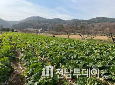 가을 노지 배추밭 전경
