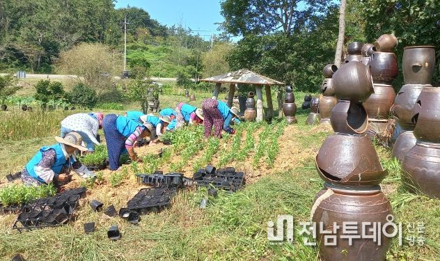 진도군, 추석맞이 꽃이 피어나는 항아리공원 조성