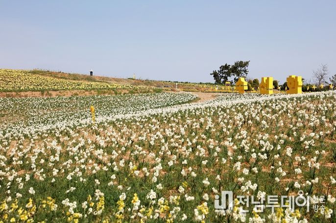지도읍 선도 수선화정원