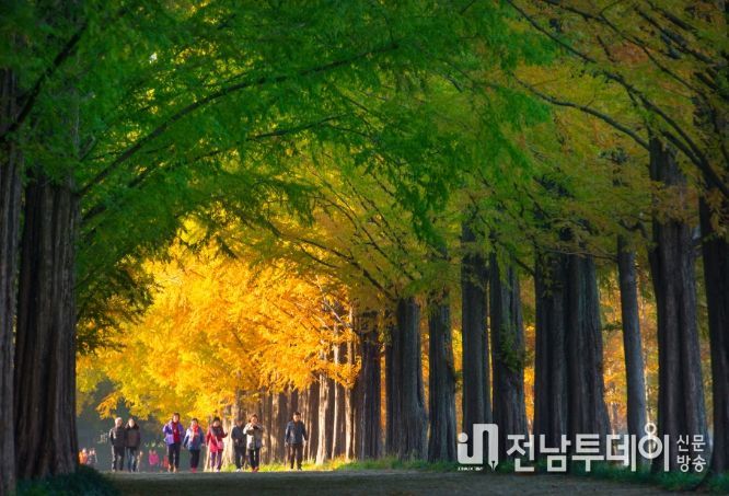 메타세쿼이아길