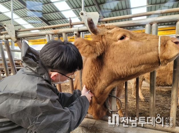 고흥군, 2023년 하반기 구제역 예방백신 일제접종 추진