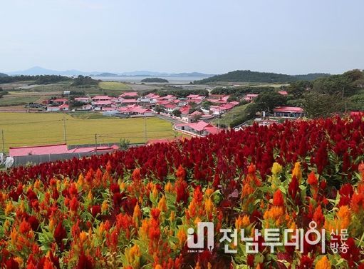 신안군 병풍도 맨드라미공원에 1억 4백만 송이 맨드라미꽃 축제 열린다