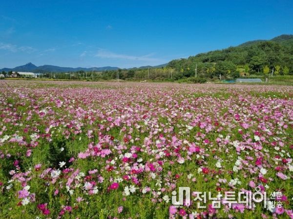 화순군, 유휴지 활용한 ‘코스모스 꽃단지’ 조성