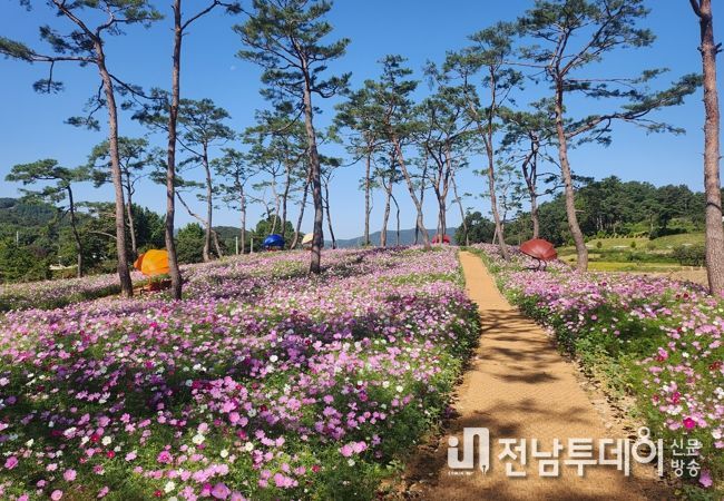 코스모스 길