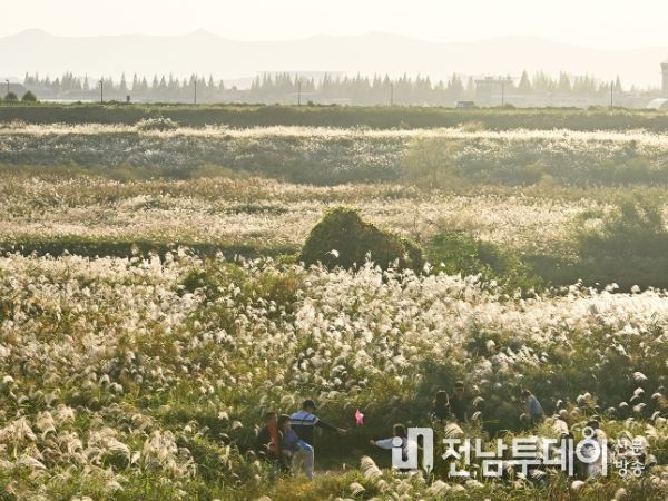 광주광역시 서구 억새축제, 도심 속 힐링축제로 자리매김