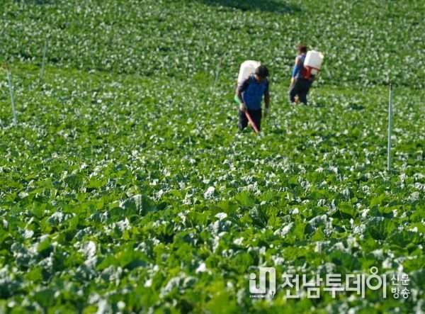 해남군‘명품 해남배추 생산’결구 관리 중점지도