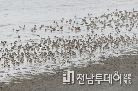 매년 3만 마리 이상의 도요·물떼새가 정기적으로 찾아오는 신안 압해도 갯벌