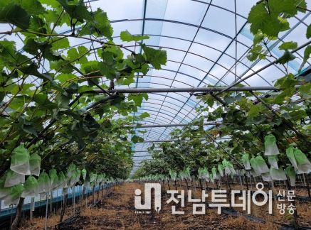 샤인머스캣 시설하우스