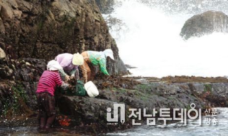 신안 만재도 조간대 돌미역 채취 사진