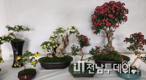 평화의 섬 신안군 하의면에서 국화분재 전시회 개최